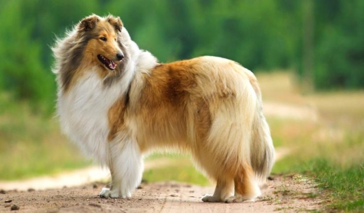 Колли